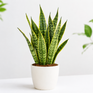Snake Plant