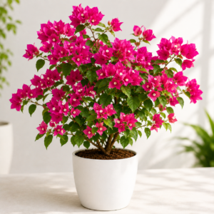 Bougainvillea Plant